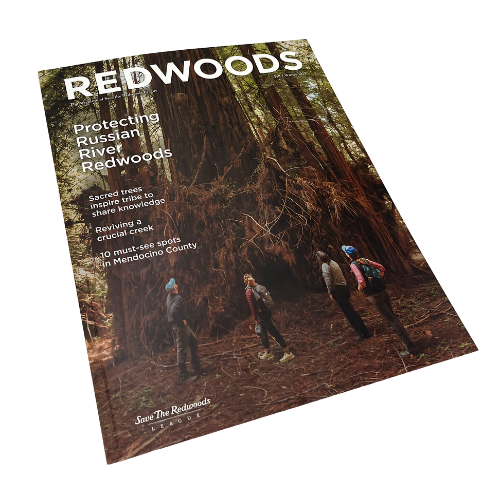 Printing and Packaging Services | CALITHO